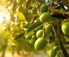 Zeytinyağının Faydaları