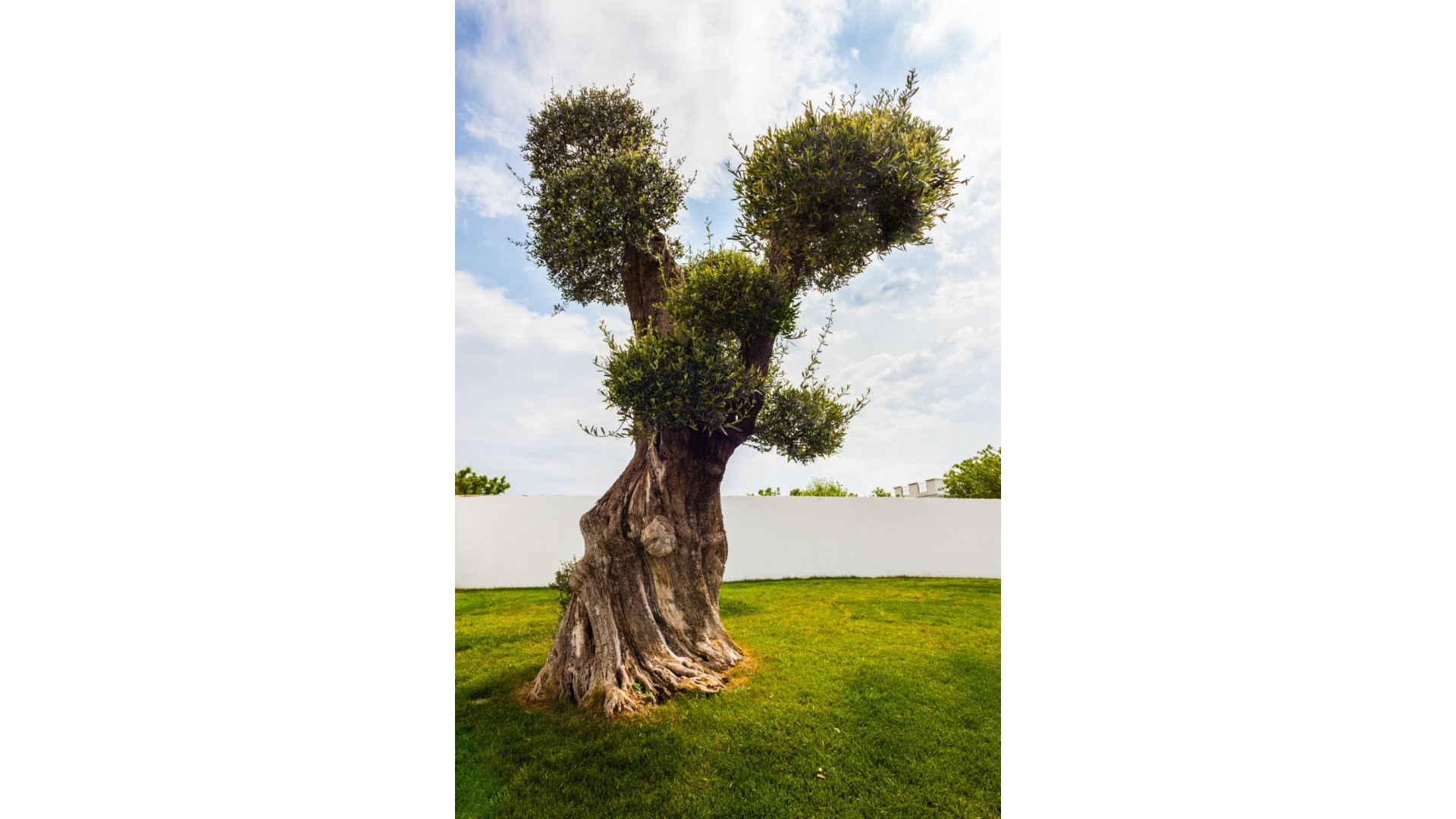 Taş Baskı Erken Hasat Soğuk Sıkım Zeytinyağı