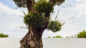 Taş Baskı Erken Hasat Soğuk Sıkım Zeytinyağı