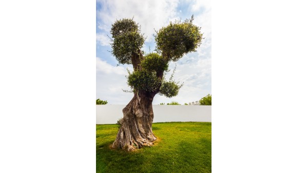 Taş Baskı Erken Hasat Soğuk Sıkım 3 Litre Zeytinyağı