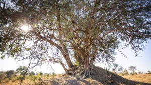 Taş Baskı Erken Hasat Soğuk Sıkım 5 Litre
