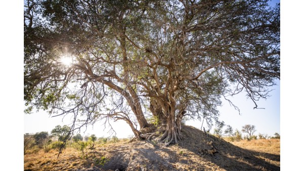 Taş Baskı Erken Hasat Soğuk Sıkım 5 Litre Zeytinyağı