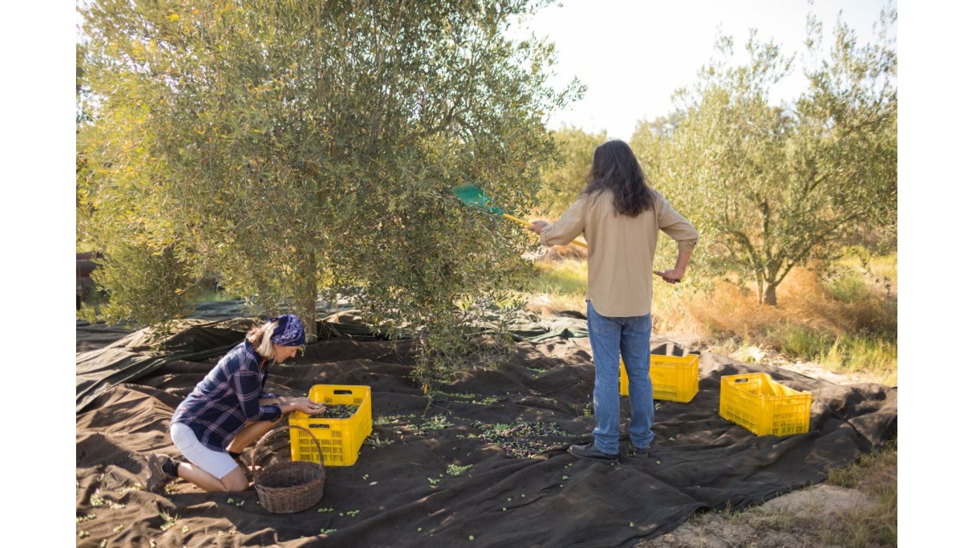 Delice Zeytinyağı Soğuk Sıkım 1 Litre