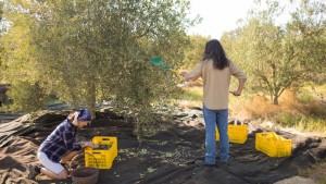 Delice Zeytinyağı Soğuk Sıkım 1 Litre