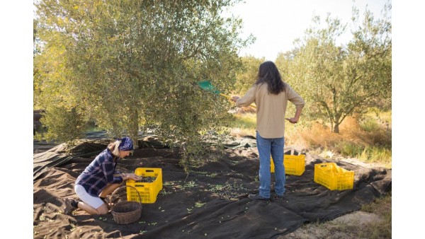 Delice Zeytinyağı Soğuk Sıkım 1 Litre 